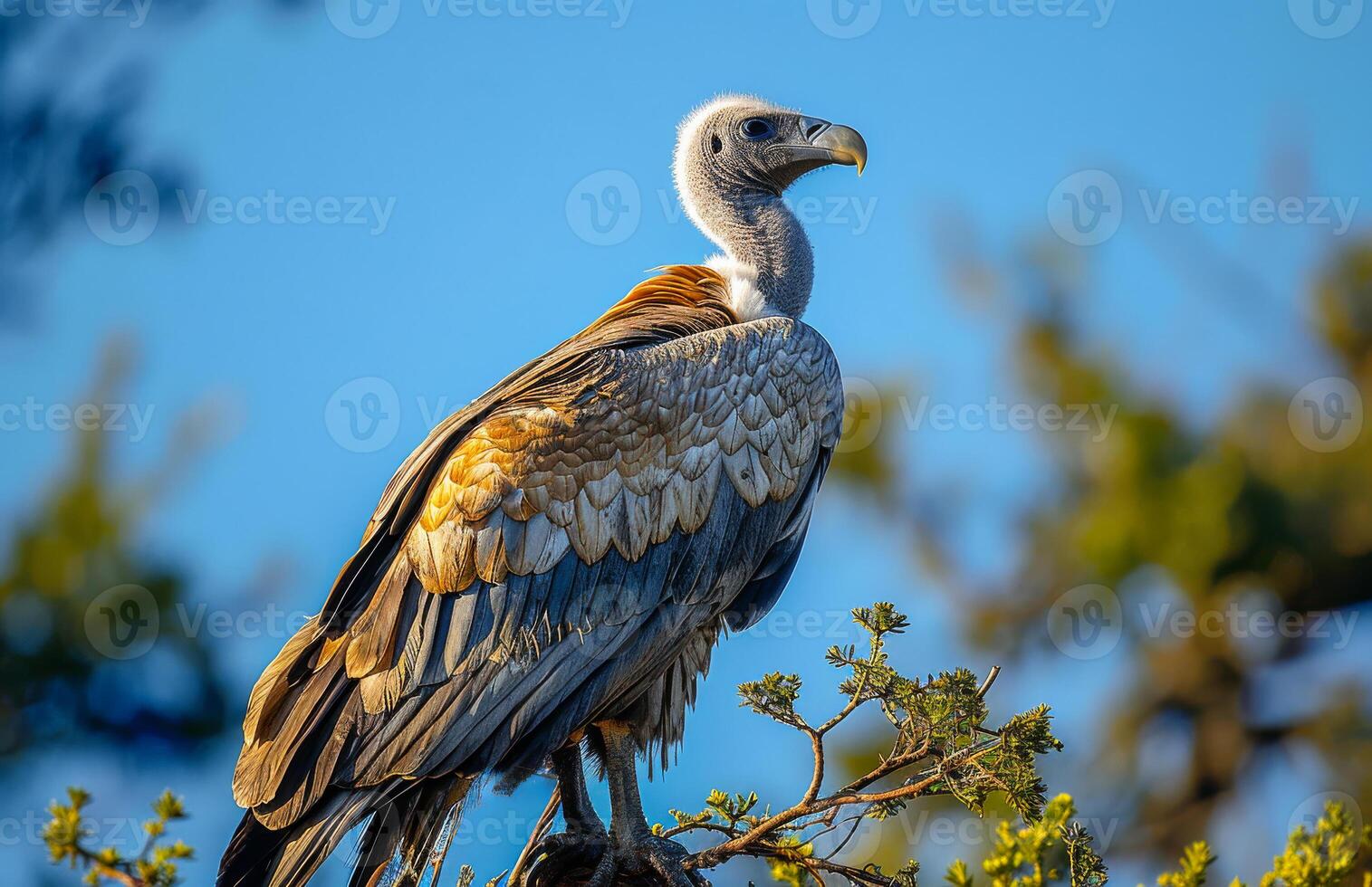 White-backed vulture perched on tree photo