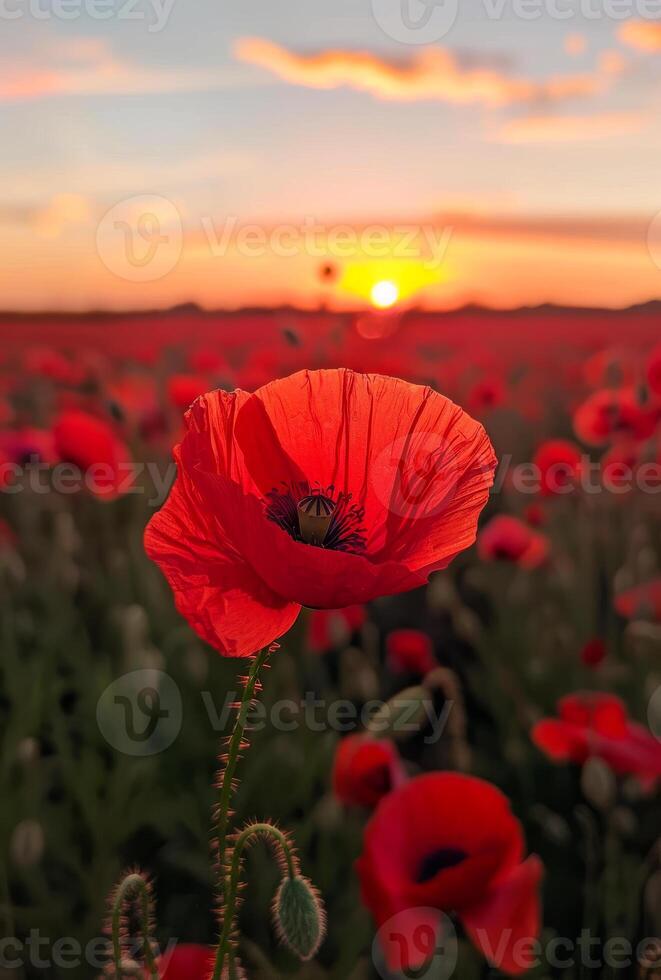 Red poppies in the field at sunset. A red poppy flower in the foreground photo
