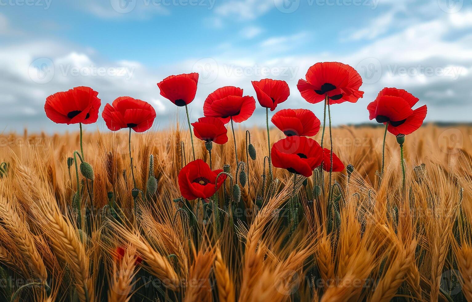 Red poppies in field of wheat. A photo of red poppies in the middle of a field with golden wheat