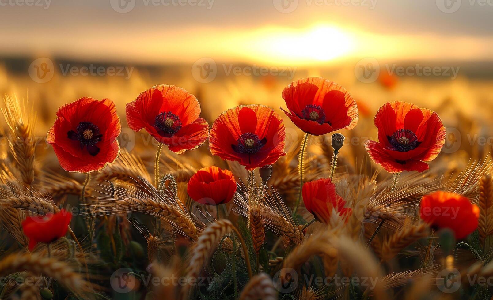 Red poppies in the field at sunset. A photo of red poppies in the middle of a field with golden wheat