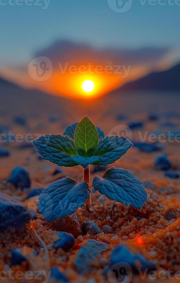 Plant grows in the desert at sunset. A sprout growing from the bottom of an orange sand dune photo