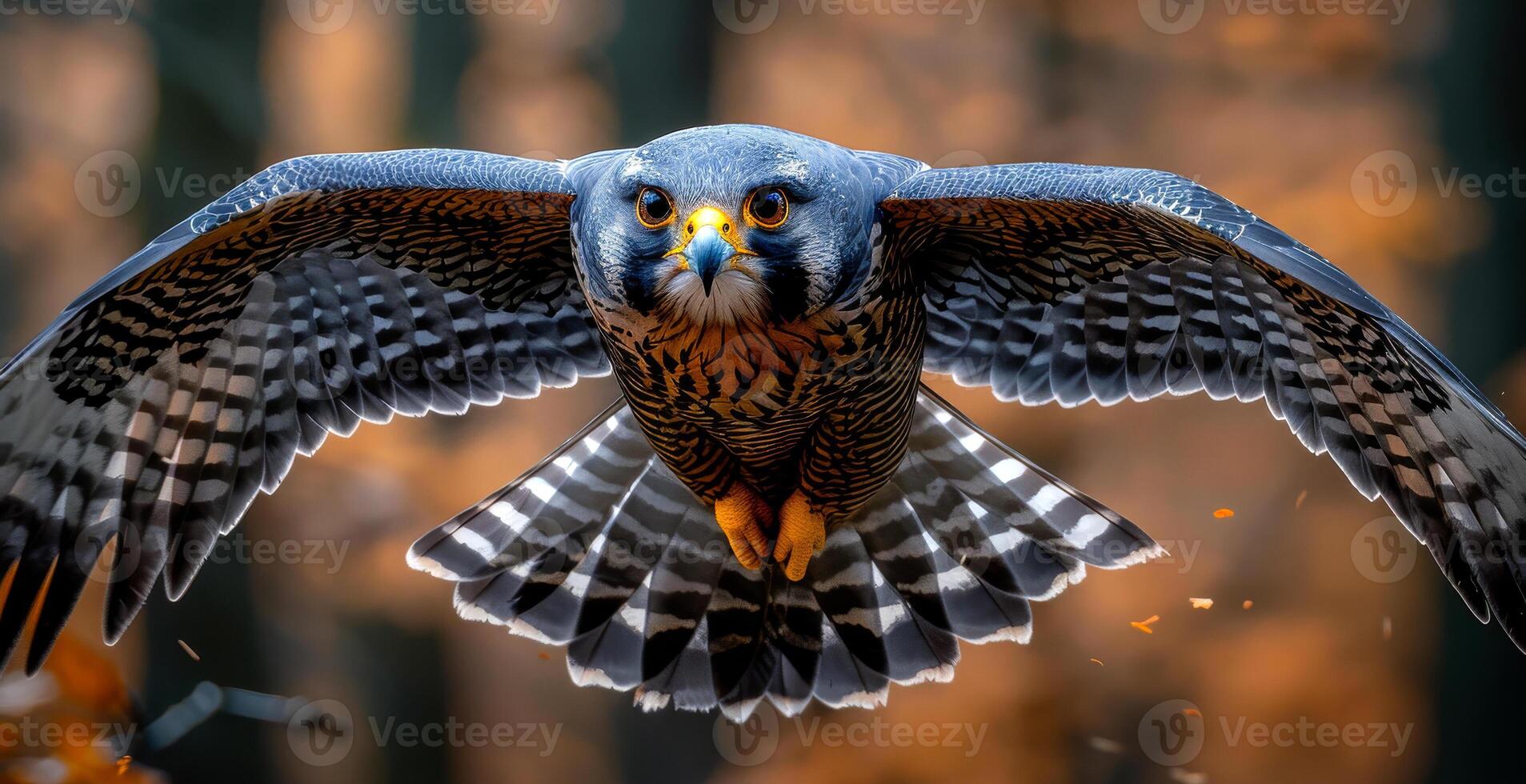 Peregrine Falcon bird of prey with open wings landing in the forest with trees on the background photo