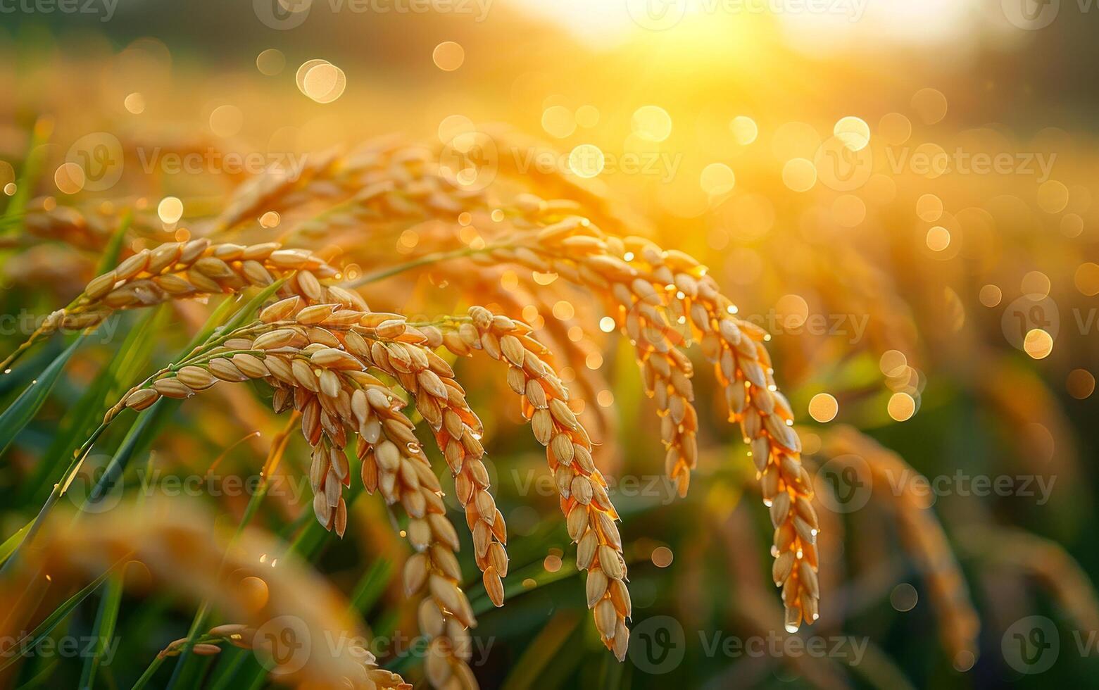 Rice field in the morning. The rice grains hanging on the paddy field grass are golden yellow photo