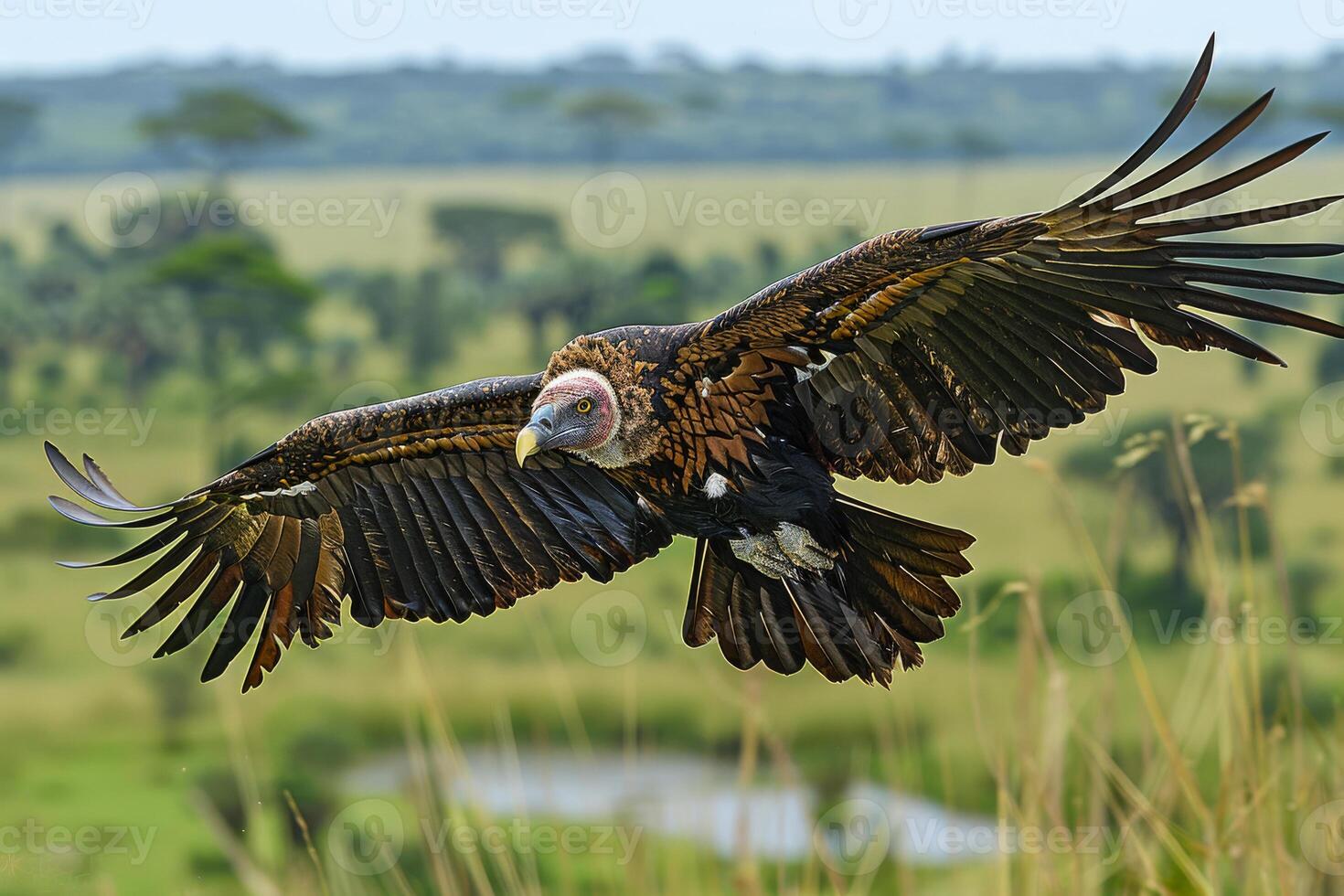 Large bird with wings spread long beak and pink face flying over grassy field. photo