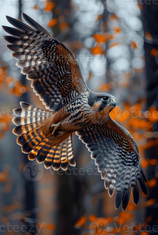 Beautiful hawk flies in the forest with orange leaves photo