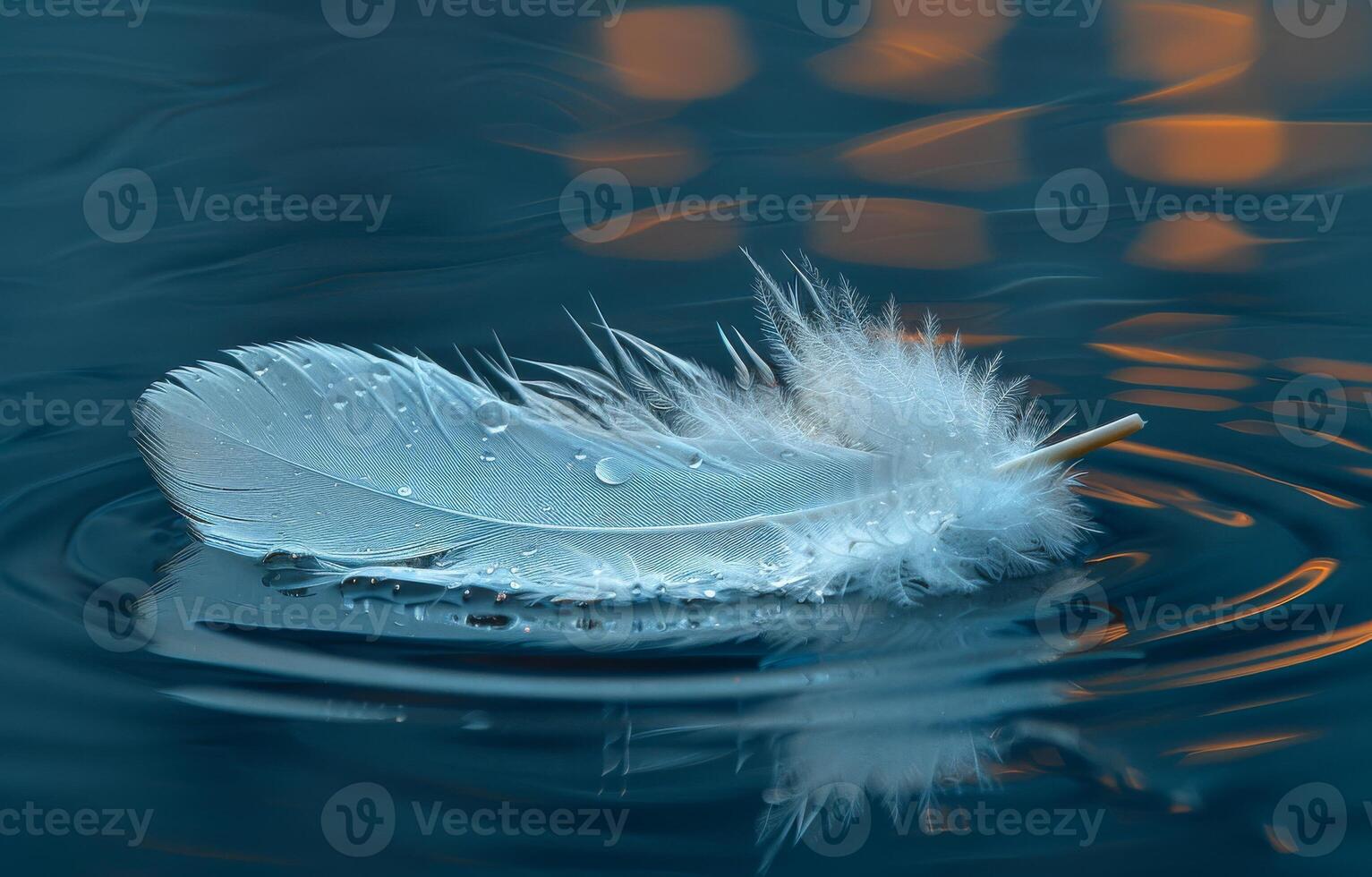 Feather on the water. A single white feather floating on the water photo