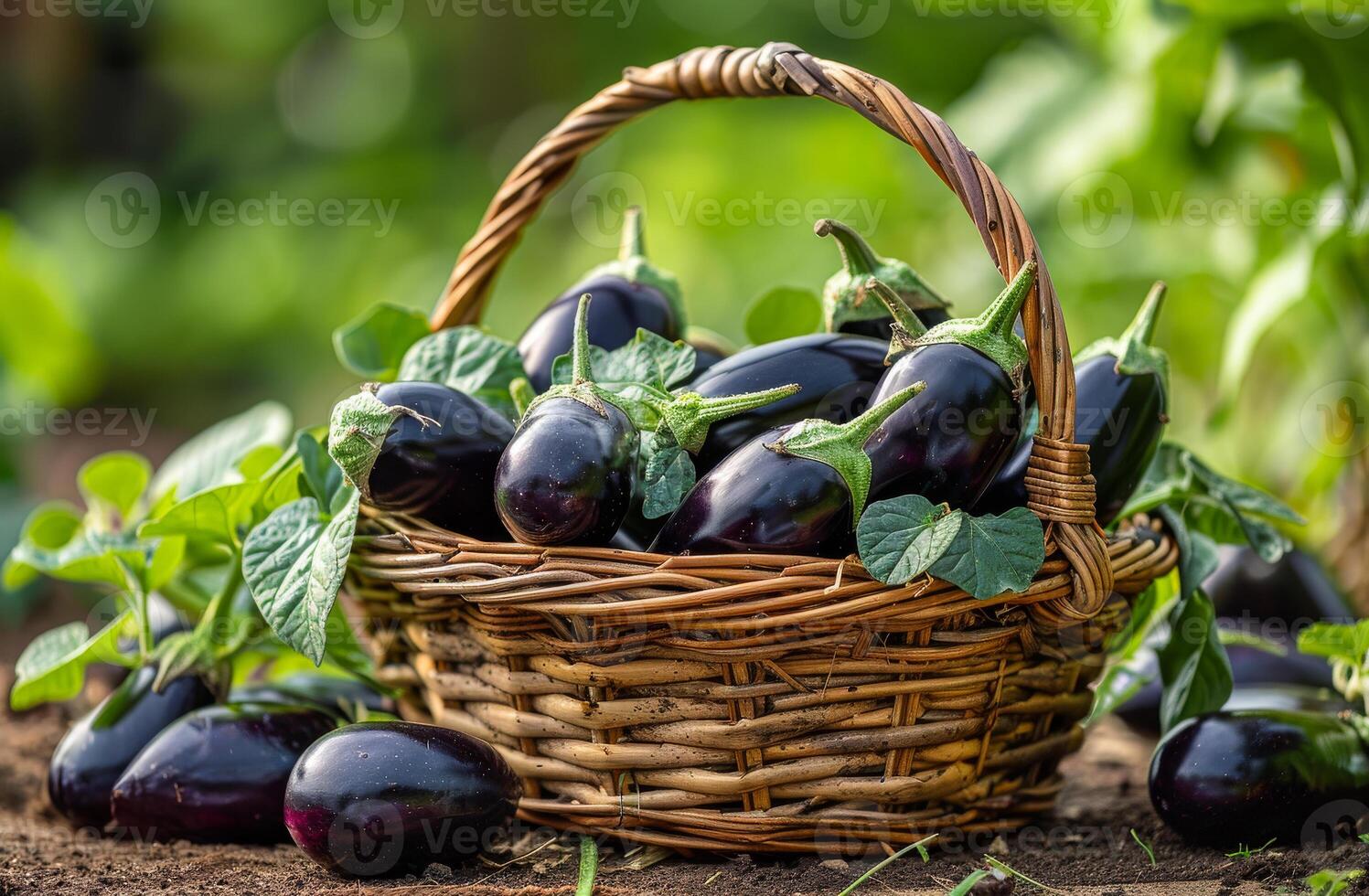 Eggplants in basket on the ground in the garden photo