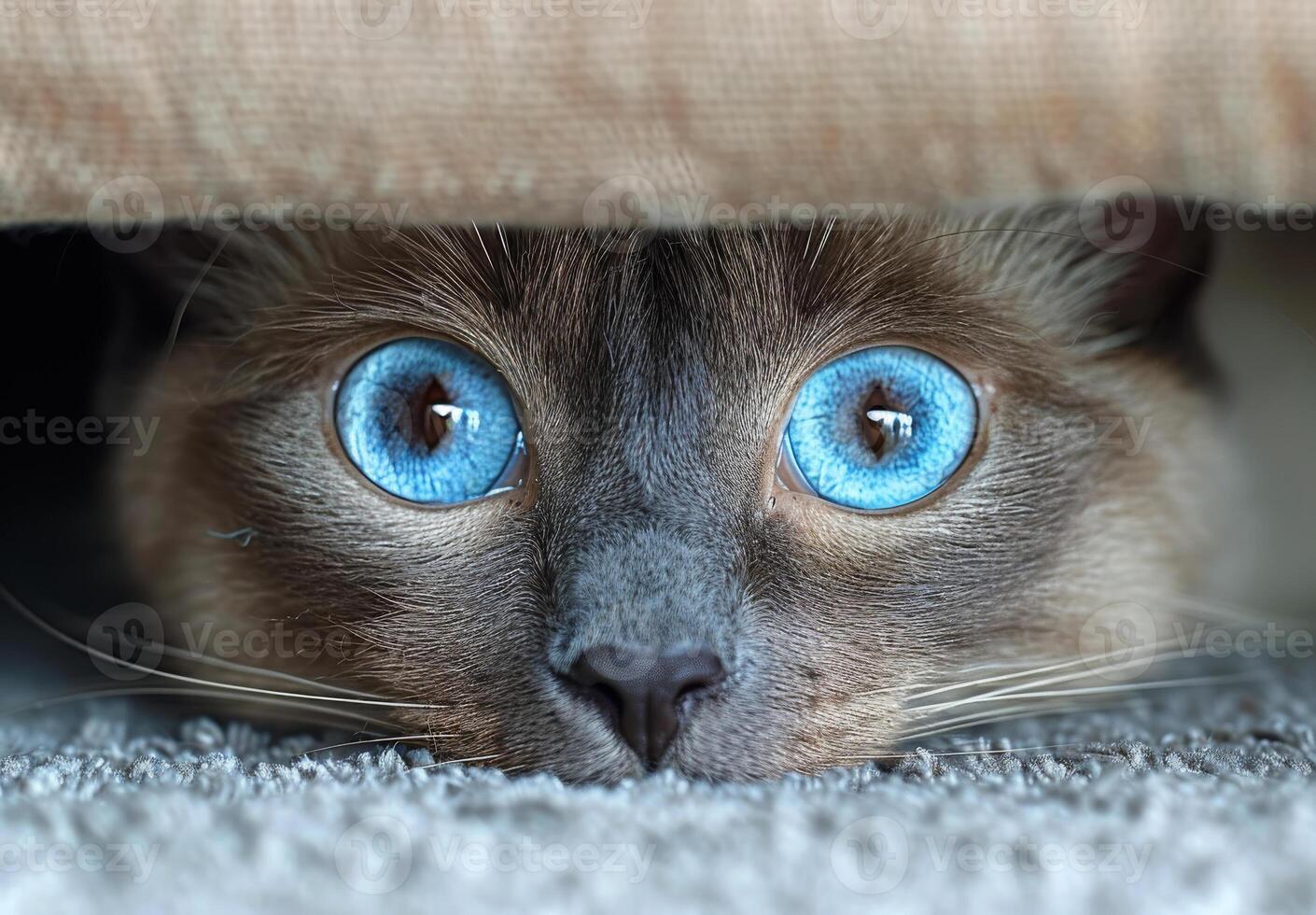 Siamese cat is looking up from under blanket photo