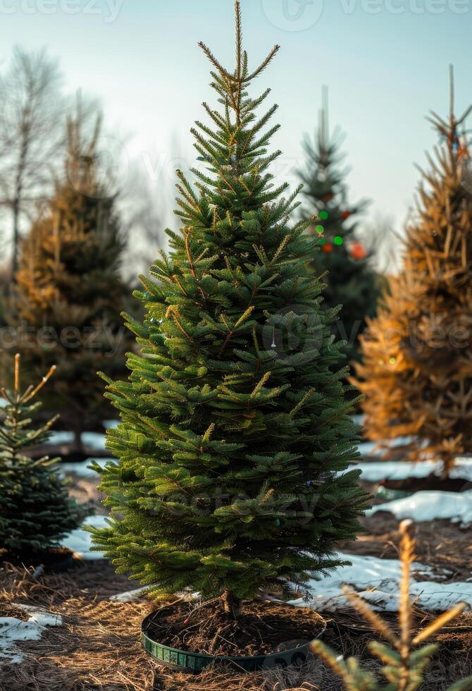 Small Christmas tree stands in the snow in field with other trees photo