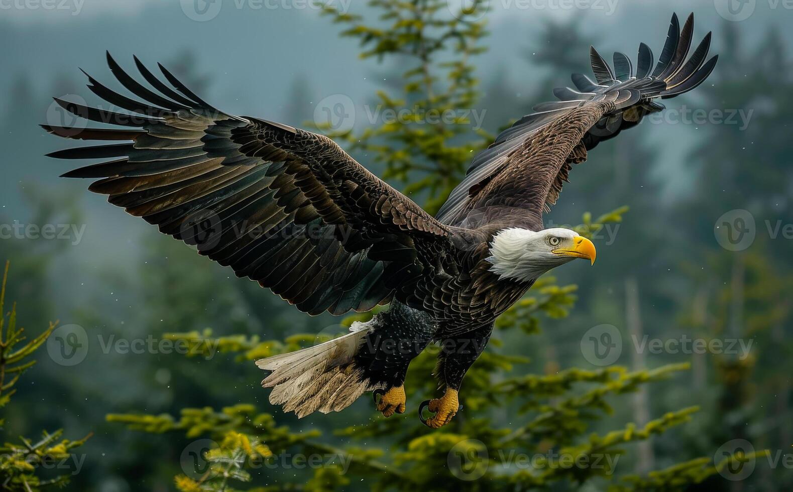 Bald Eagle flying in the rain with wings spread. A bald eagle flying in the air photo