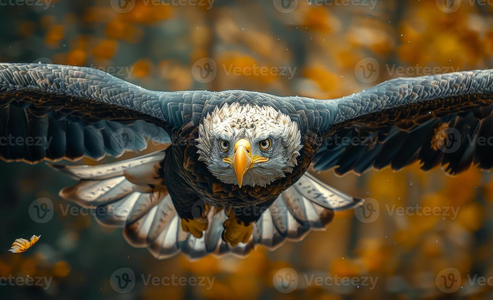 Bald eagle flies low over the ground with its wings spread wide. A bird of prey in action photo