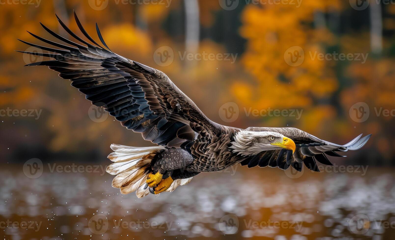 Eagle flying above the water with orange autumn forest in background. A bird of prey in action photo