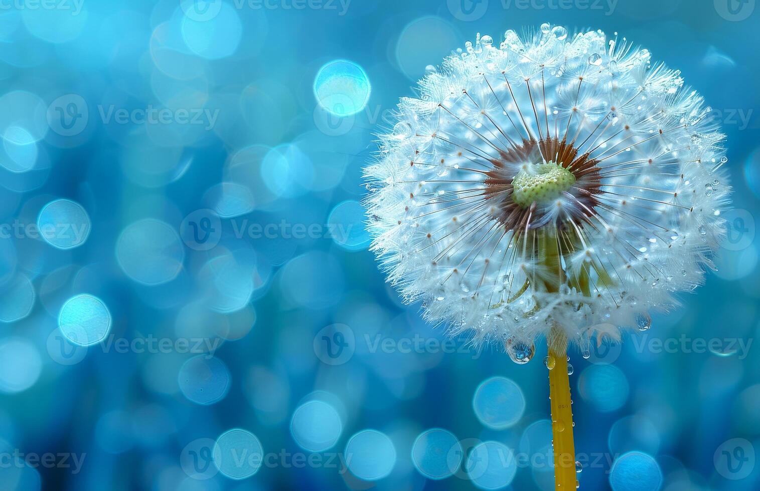 Dandelion on blue background. Dandelion with water drops on a blue background photo