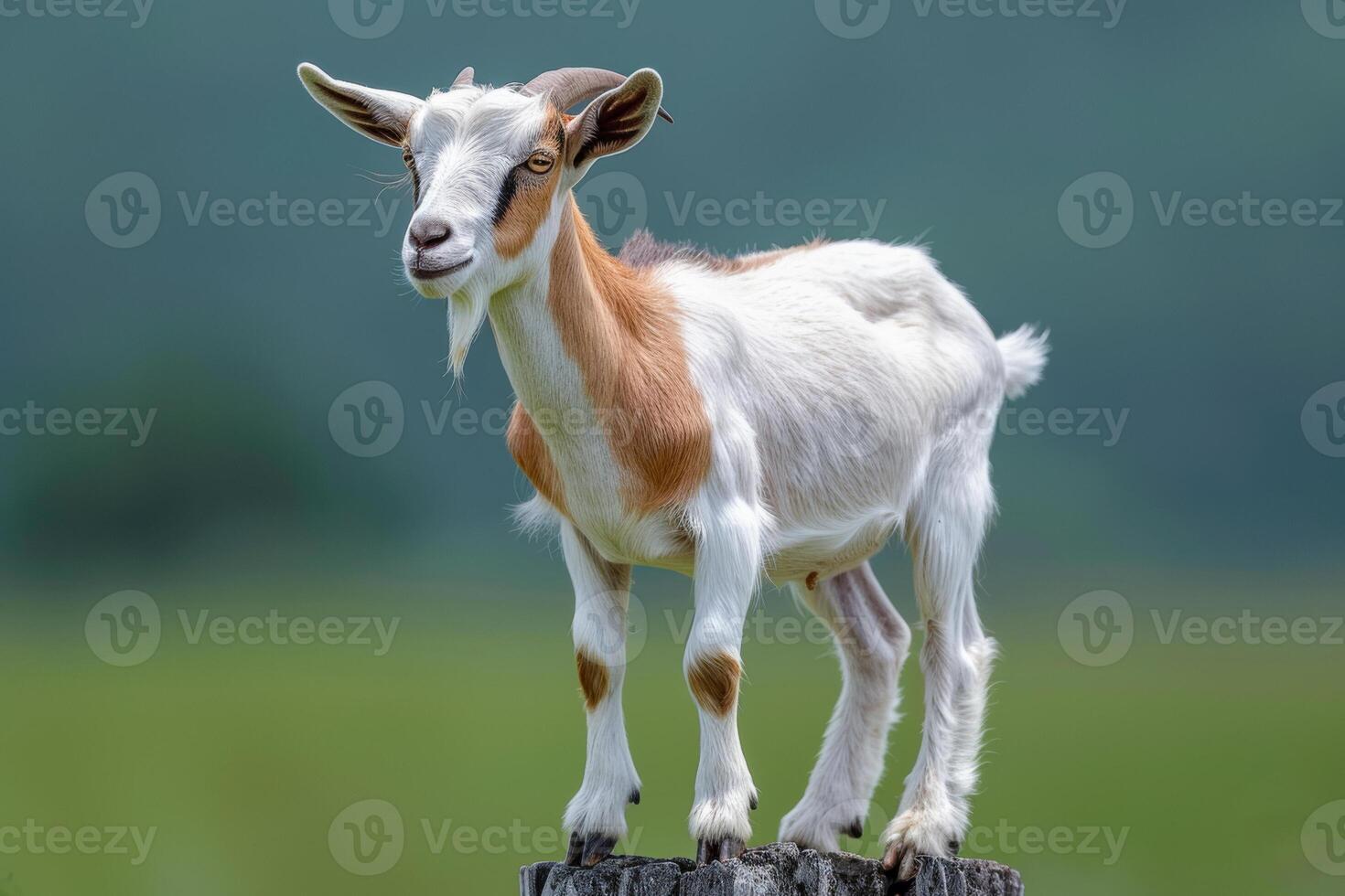 Young goat stands on wooden pole in meadow. A goat standing on top of an old wooden post photo