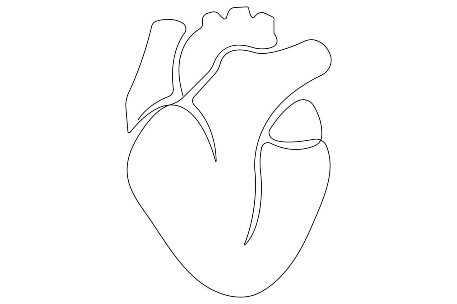Continuous one line of human heart drawing Anatomical heart outline illustration vector
