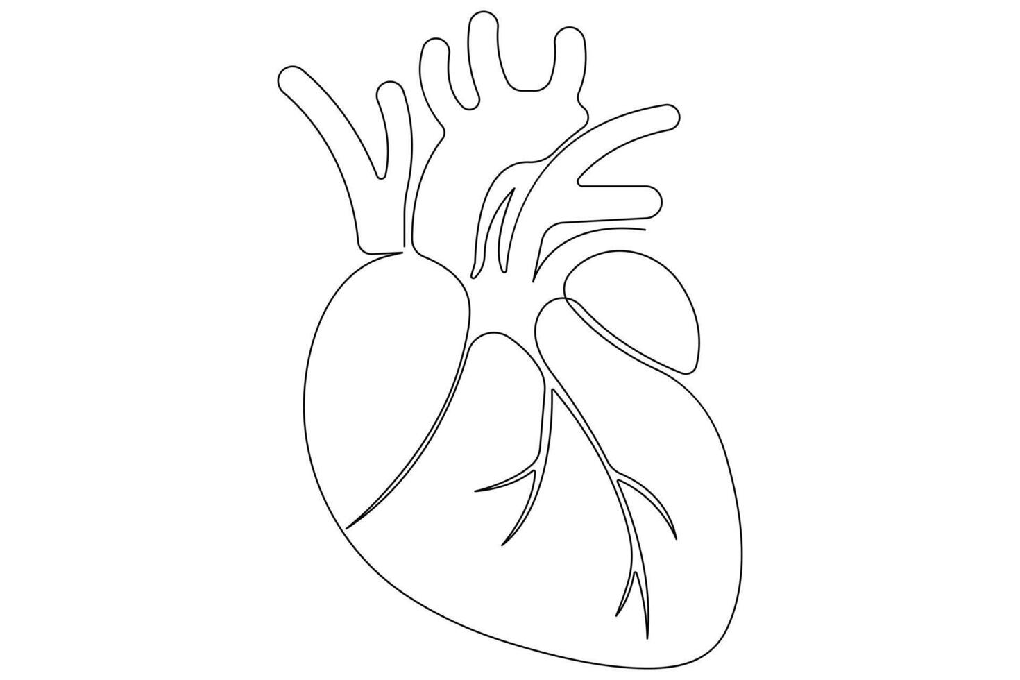 Continuous one line of human heart drawing Anatomical heart outline illustration vector