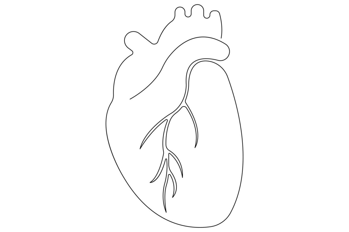 Continuous one line of human heart drawing Anatomical heart outline illustration vector