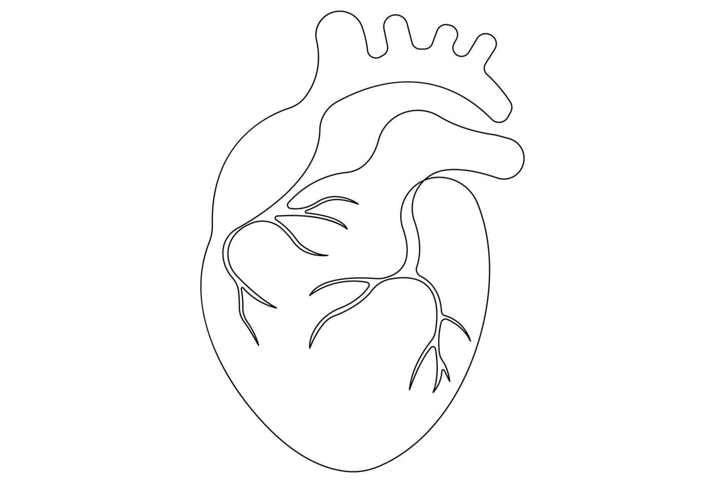 Continuous one line of human heart drawing Anatomical heart outline illustration vector