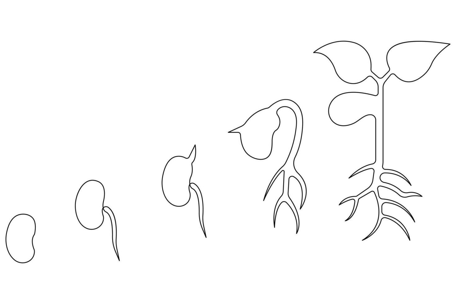 Continuous single line art drawing of plant growth processing from seed outline vector