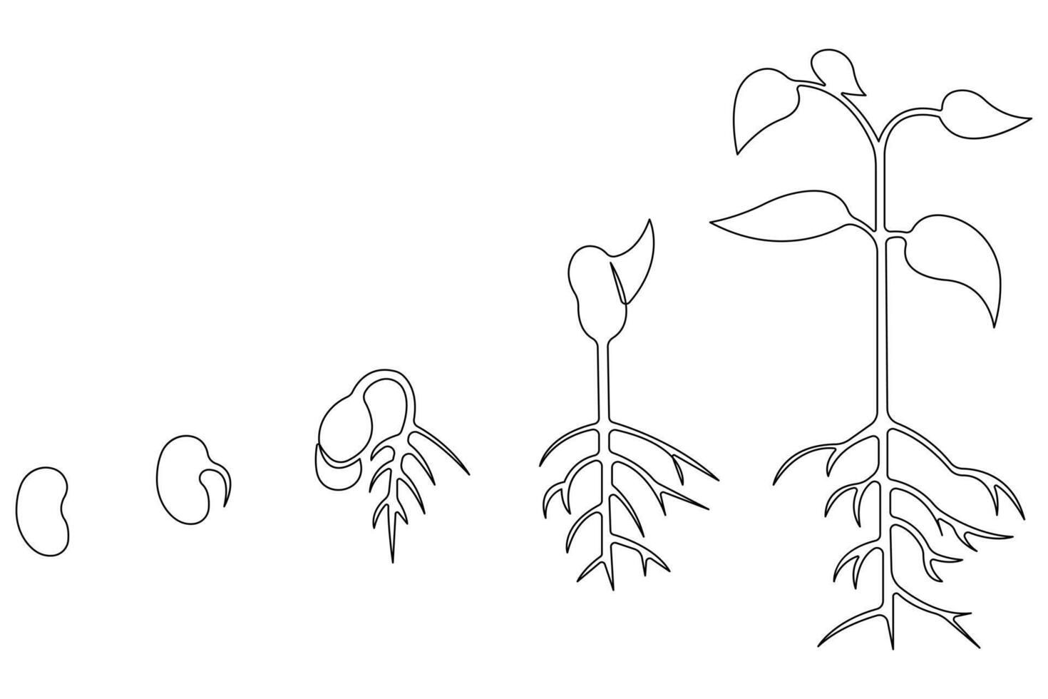 Continuous single line art drawing of plant growth processing from seed outline vector