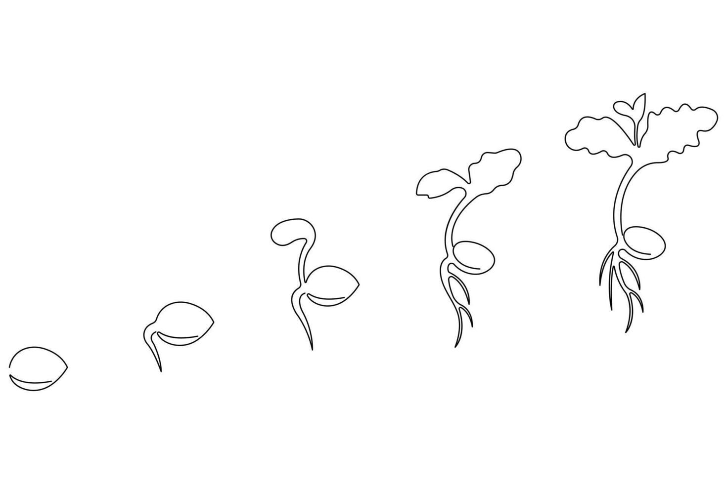 Continuous single line art drawing of plant growth processing from seed outline vector