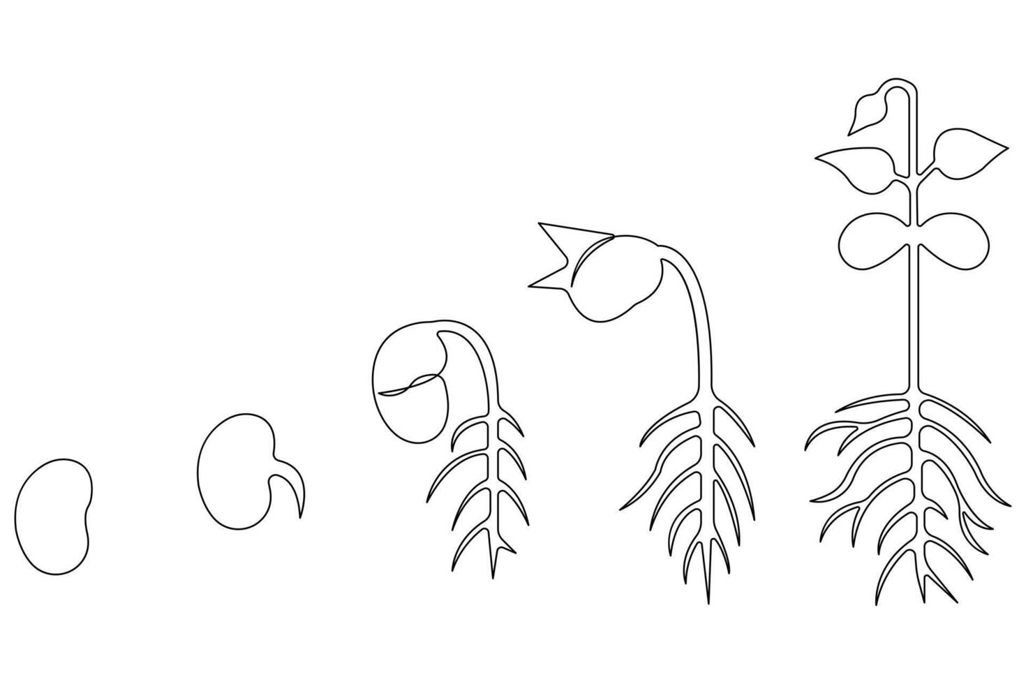 Continuous single line art drawing of plant growth processing from seed outline vector