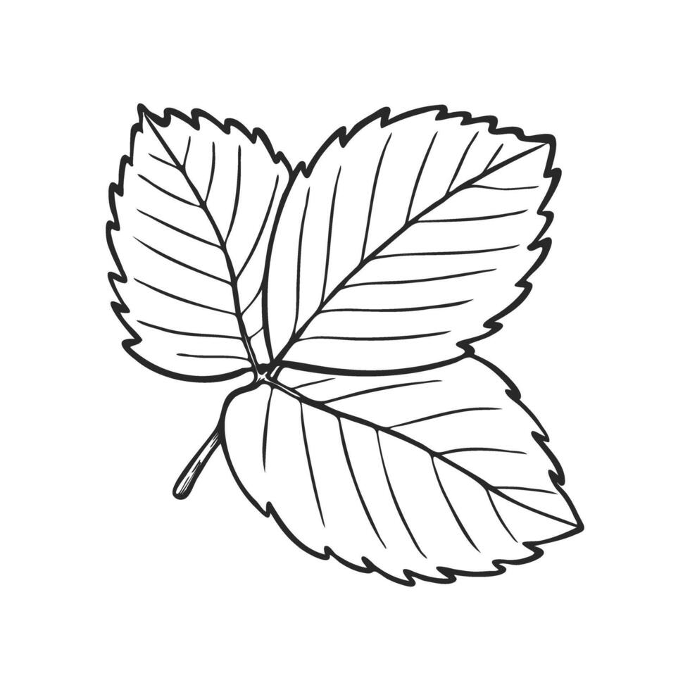 Strawberry plant leaves line art illustration, hand drawn floral outline drawing, botanical monochrome sketch. Graphic design element for coloring book page, background, pattern, packaging vector