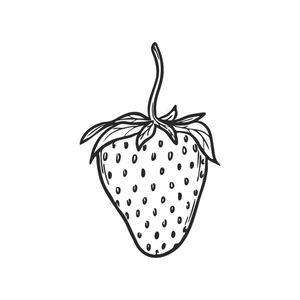 Strawberry line art sketch, hand drawn botanical outline illustration. Summer fruit monochrome drawing. Isolated design element for coloring book page, background, pattern, packaging, logo. vector