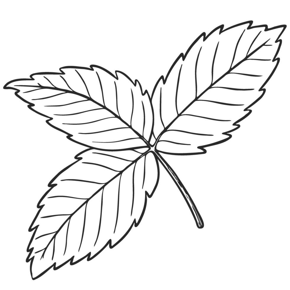 Strawberry plant leaves line art illustration, hand drawn floral outline drawing, botanical monochrome sketch. Graphic design element for coloring book page, background, pattern, packaging vector