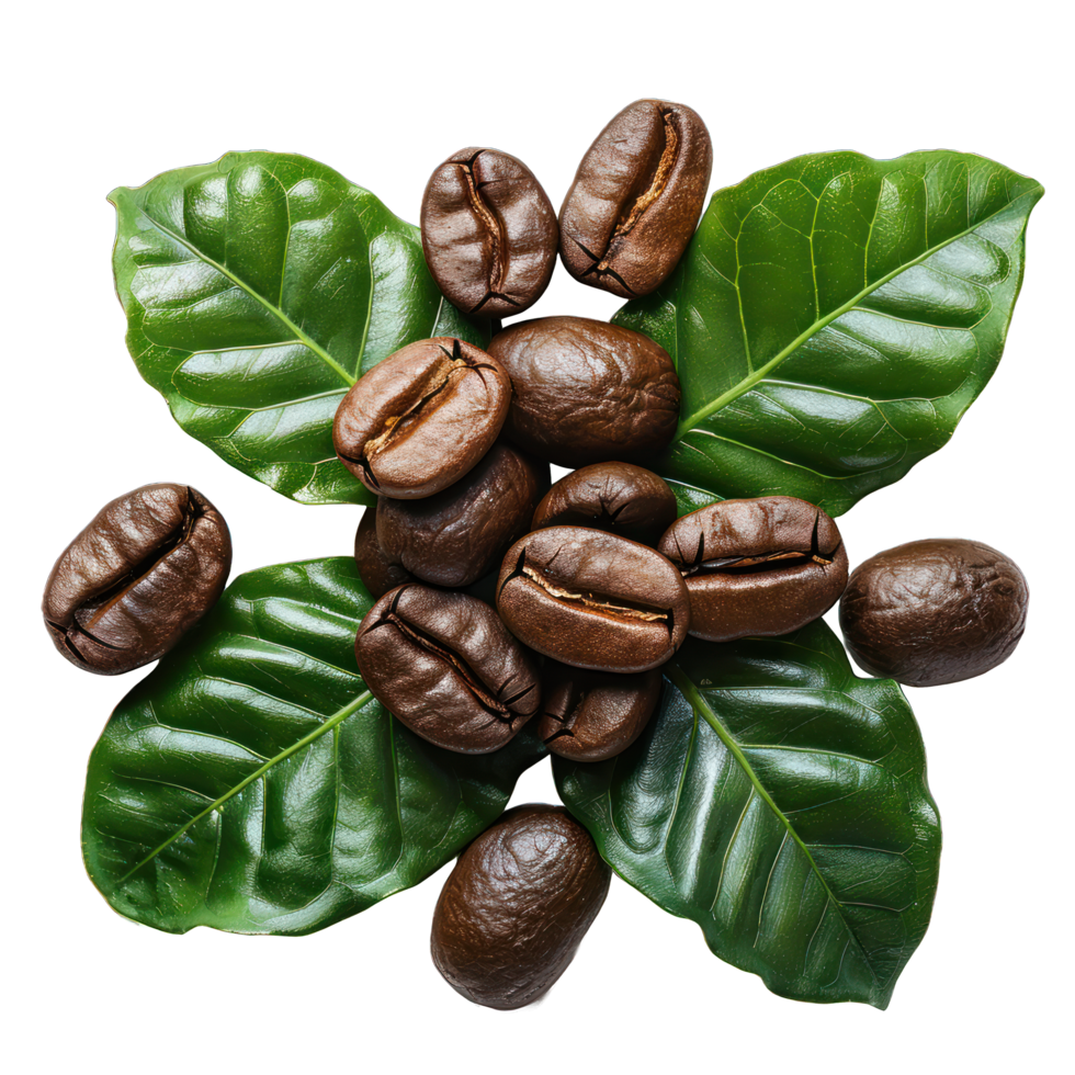 A close up of coffee beans on a leaf. The beans are small and brown, and they are scattered around the leaf png