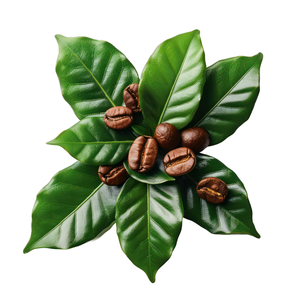 A close up of coffee beans on a leaf. The beans are small and brown, and they are scattered around the leaf png