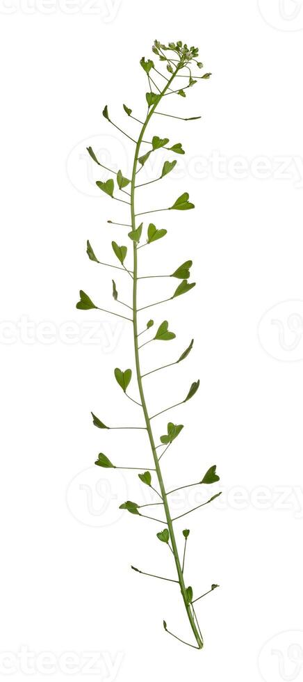 Stem of Capsella plant with white flowers and green leaves photo
