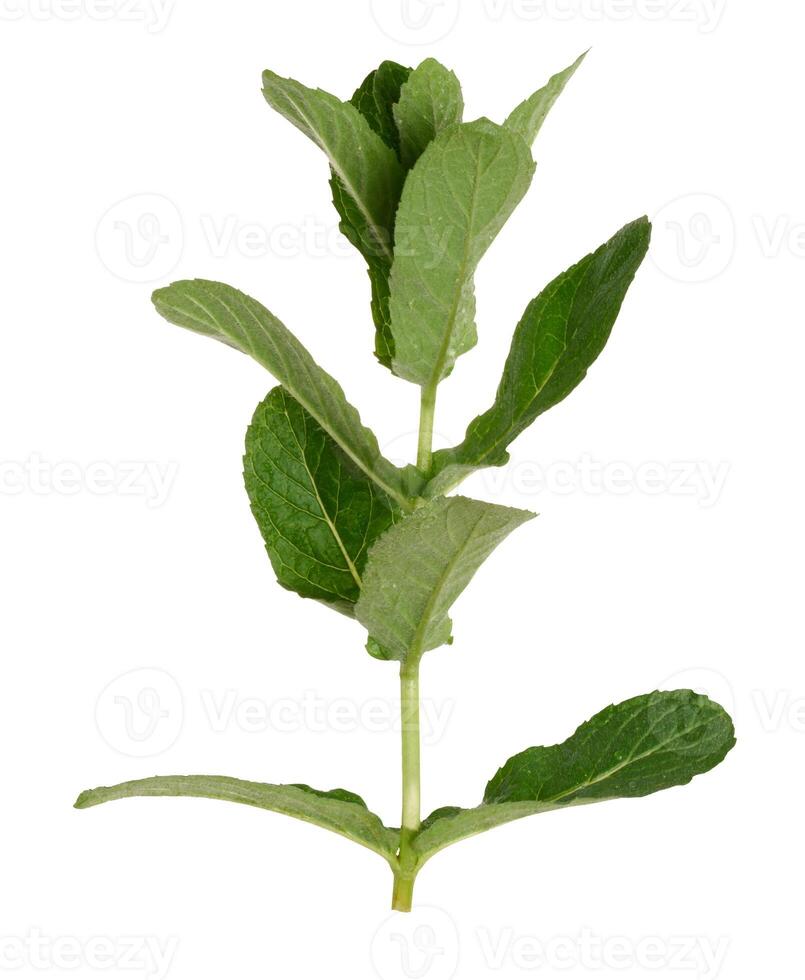 Green mint leaf on white isolated background photo