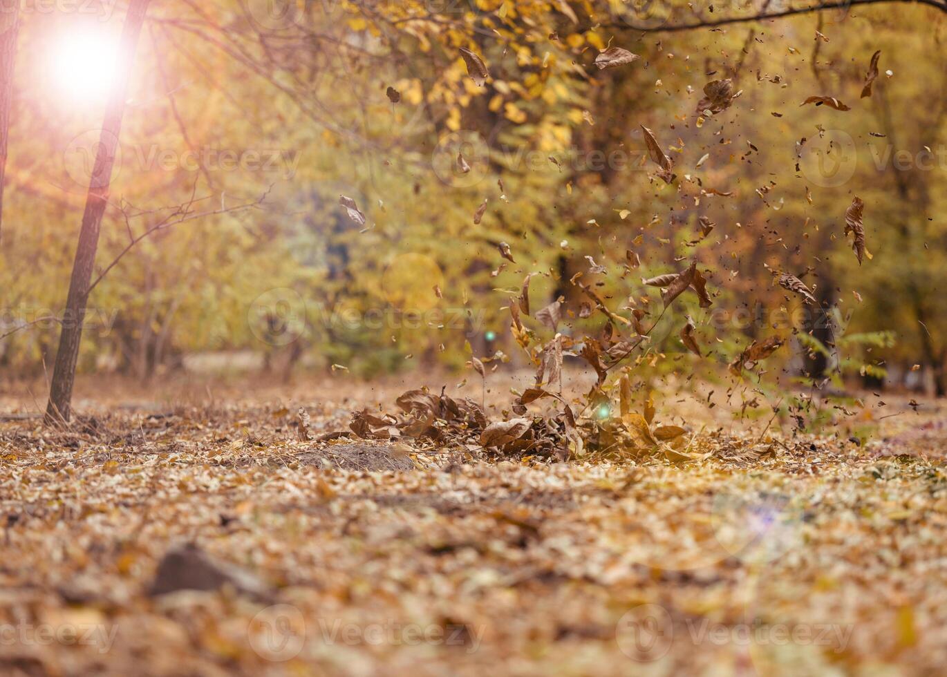 Autumn park with trees and bushes, yellow leaves on the ground and on the branches. Idyllic scene photo