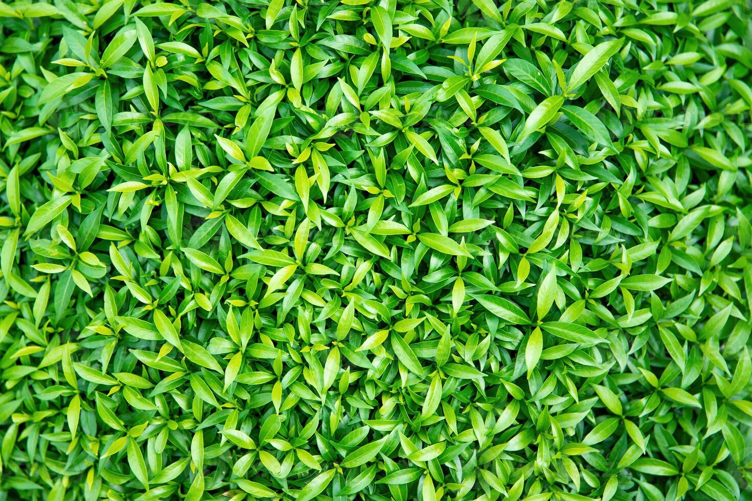 bright green leaves of bush plant, nature background photo