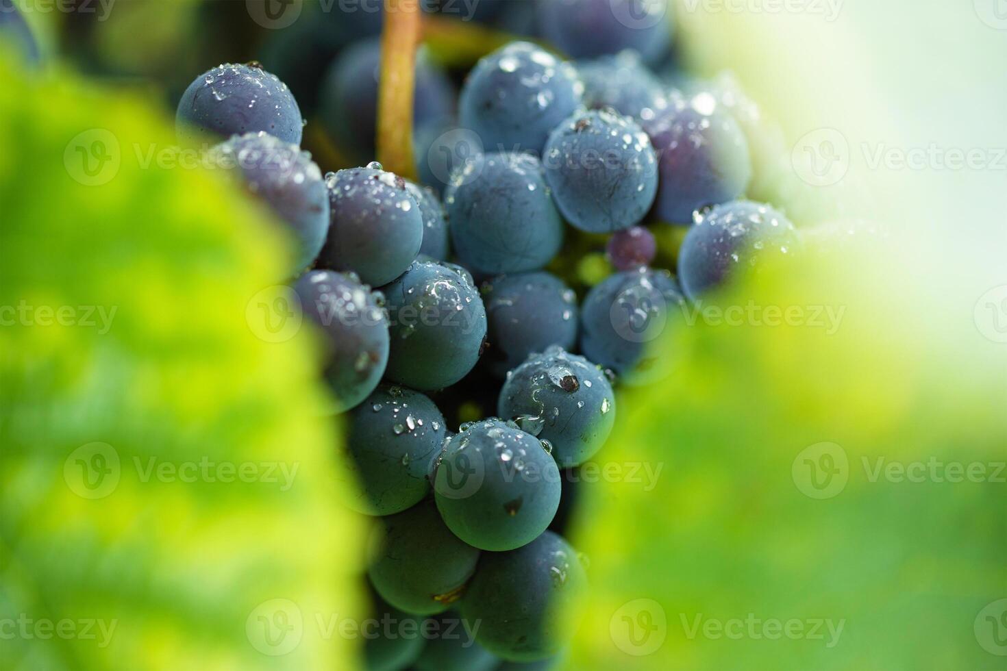 vine with ripe berries, blue grapes hanging in clusters photo