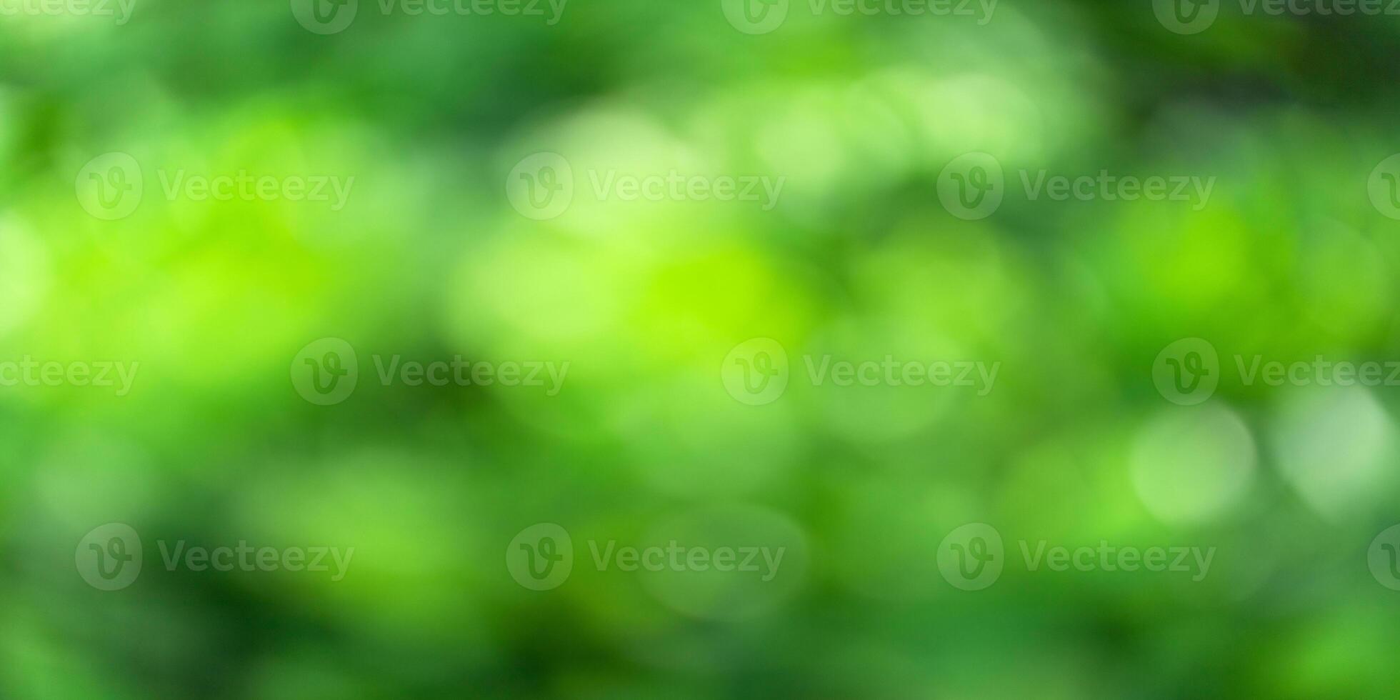 abstract blurred summer garden background with green foliage photo