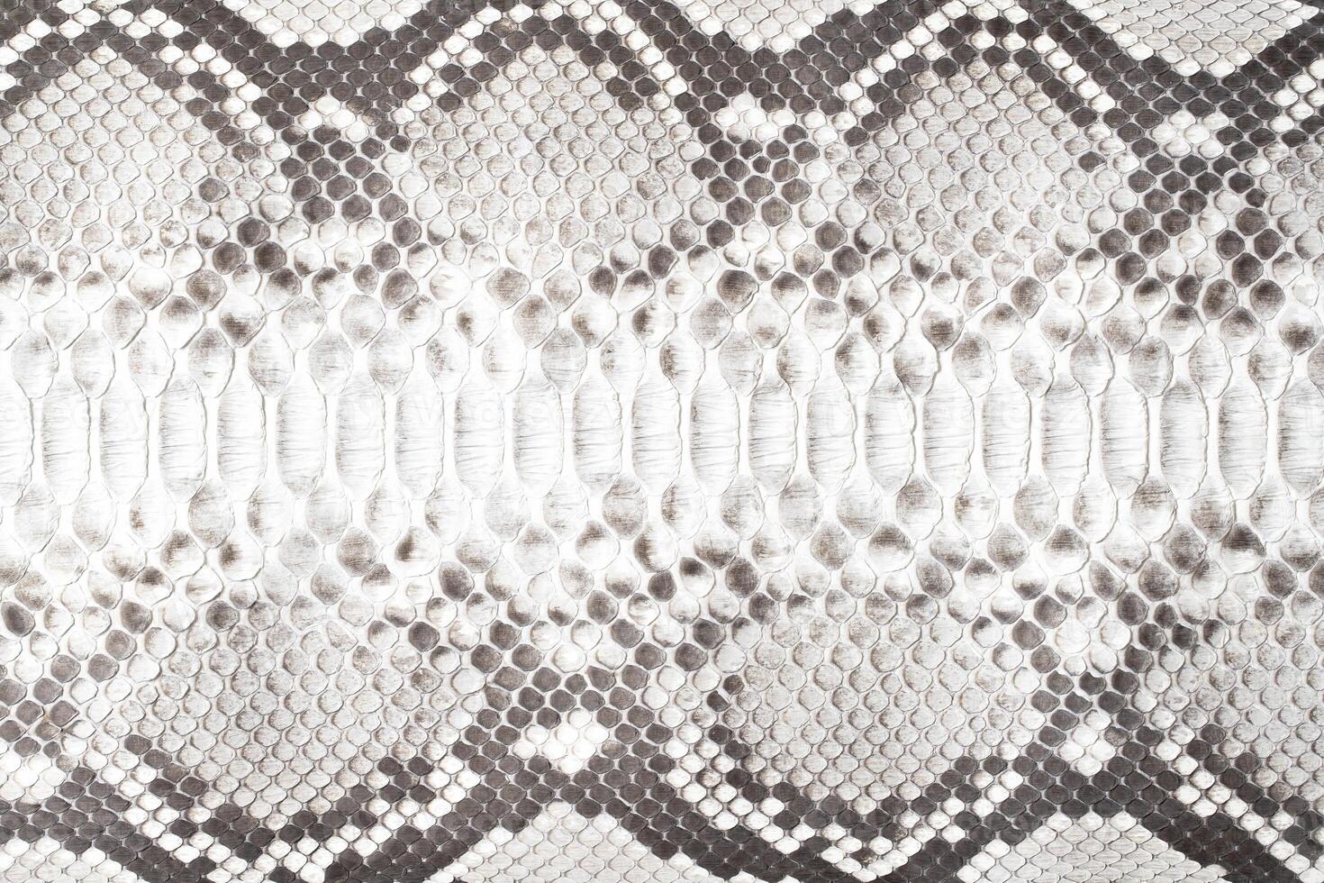 Natural snake skin as a background, black and white python texture photo