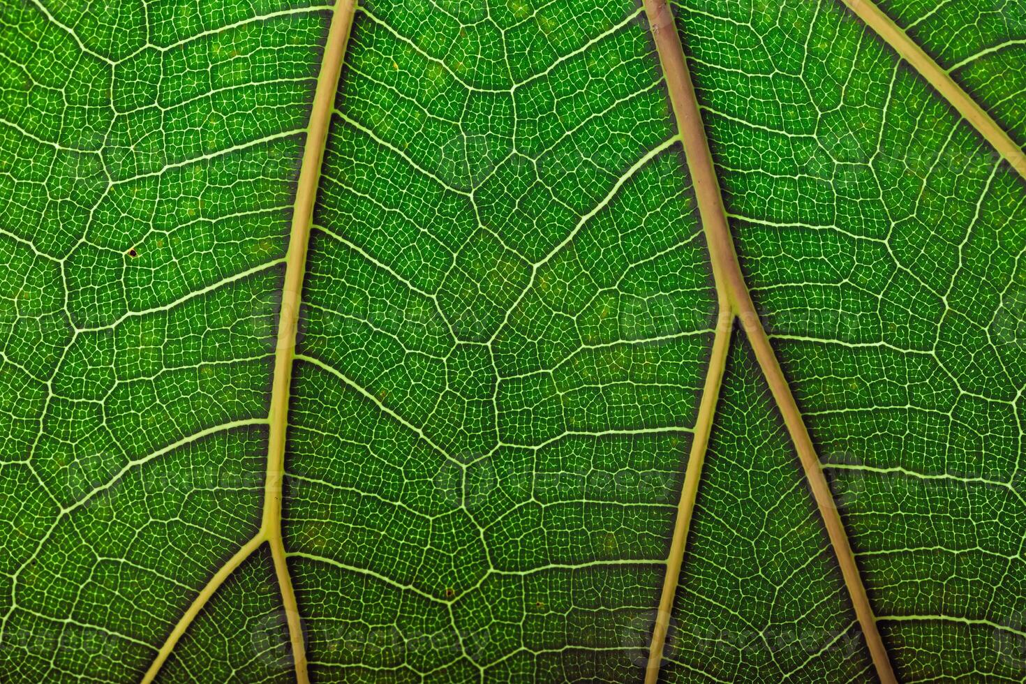 background natural texture green foliage, leaf macro structure photo