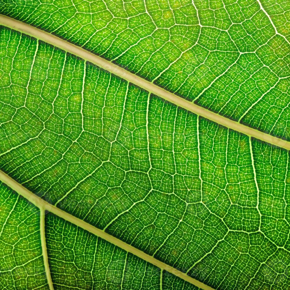 abstract texture leaf, natural structure of leaves, eco background photo