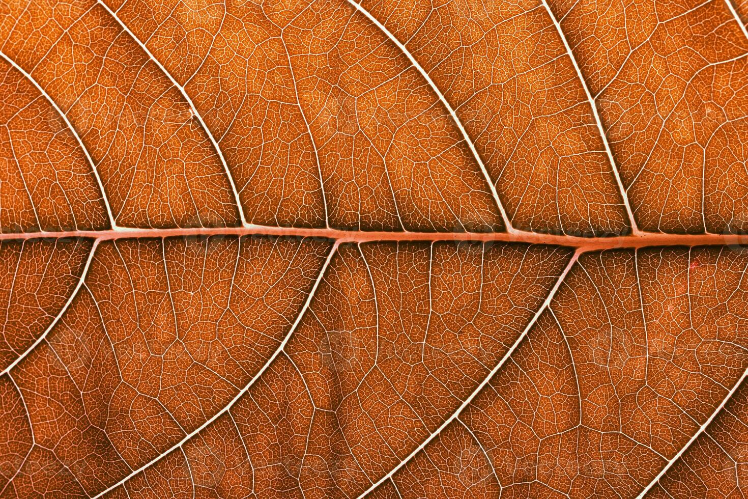 autumn leaf texture close up, macro shot of orange leaves photo