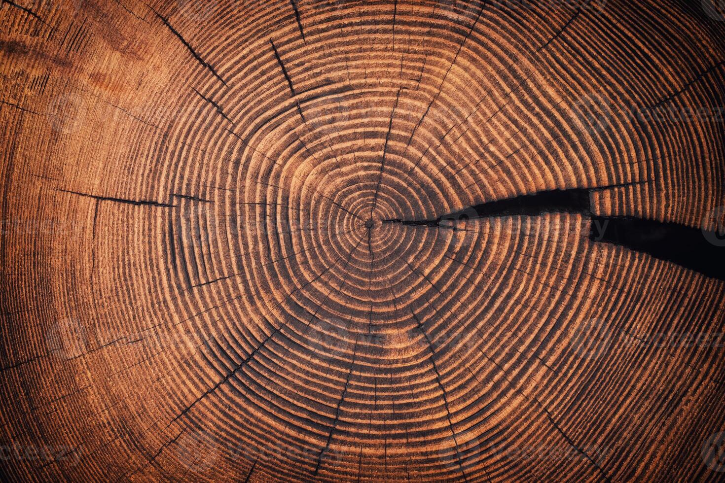 cross-sectional wood texture with a pattern of annual rings. old tree stump background photo