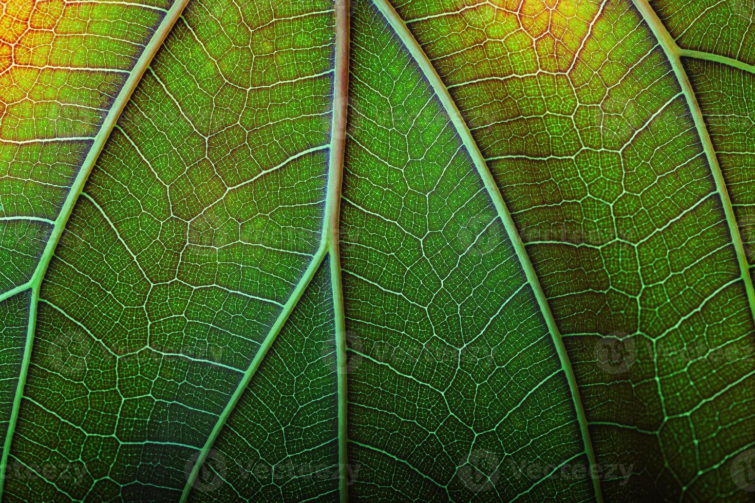 texture fresh leaf closeup, macro shot of eco greenery photo