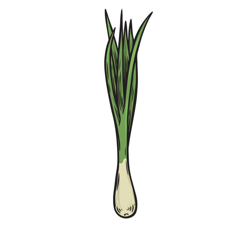 Scallion line drawing isolated on white background. vector