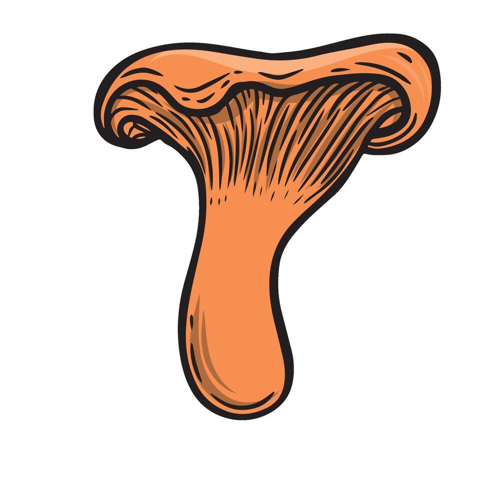 Chantarelle mushroom hand drawn illustration. Chantarelle line drawing mushroom isolated on white background. vector