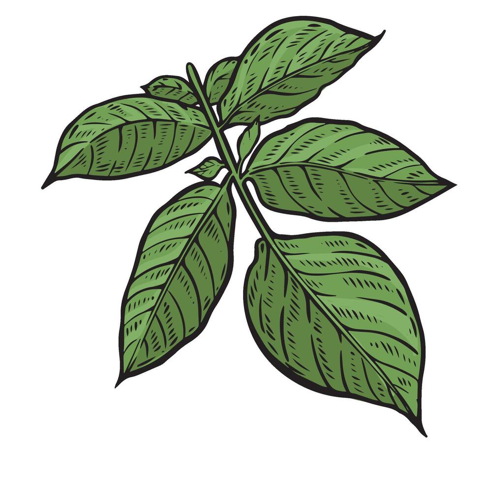 Green potato leaves hand drawn illustration. vector