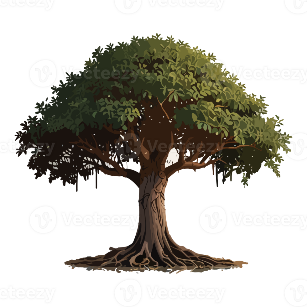 Banyan tree illustration design drawing png
