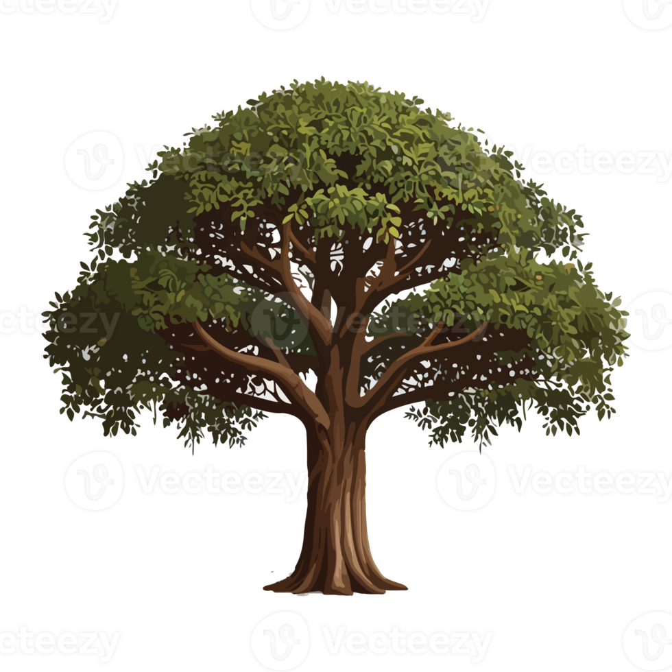 Banyan tree illustration design drawing png