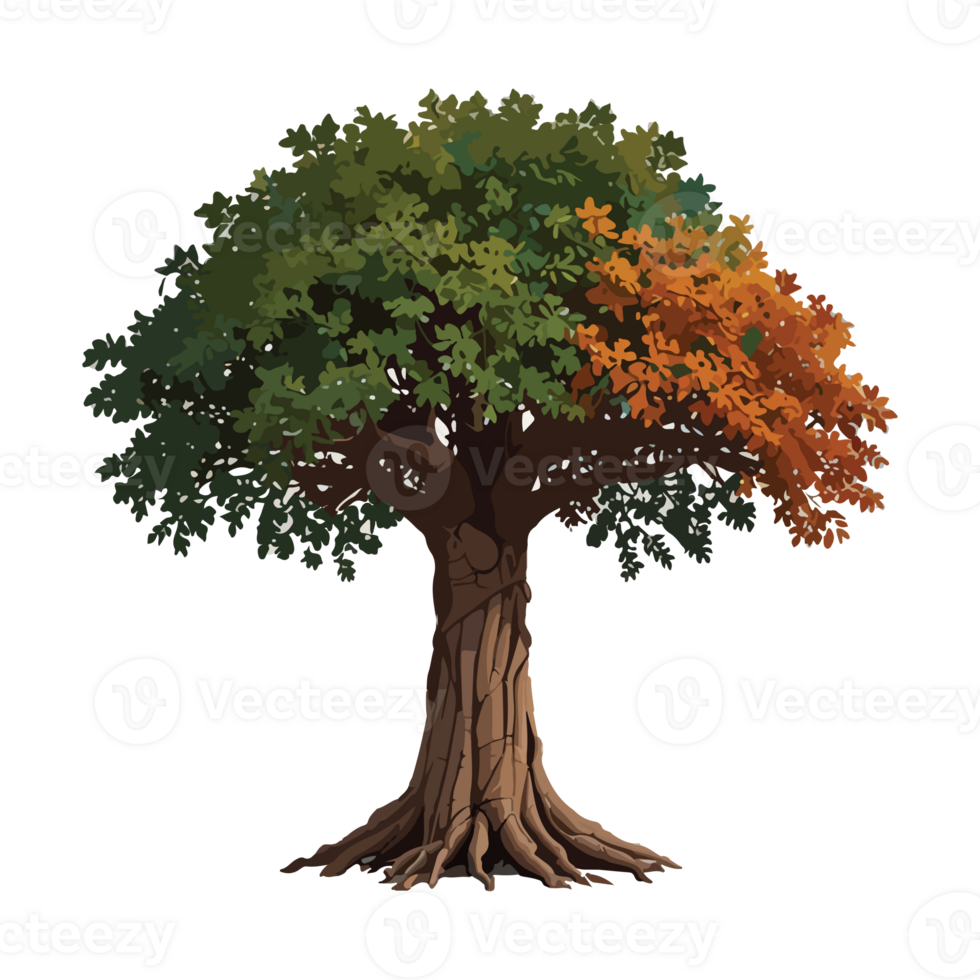 Banyan tree illustration design drawing png