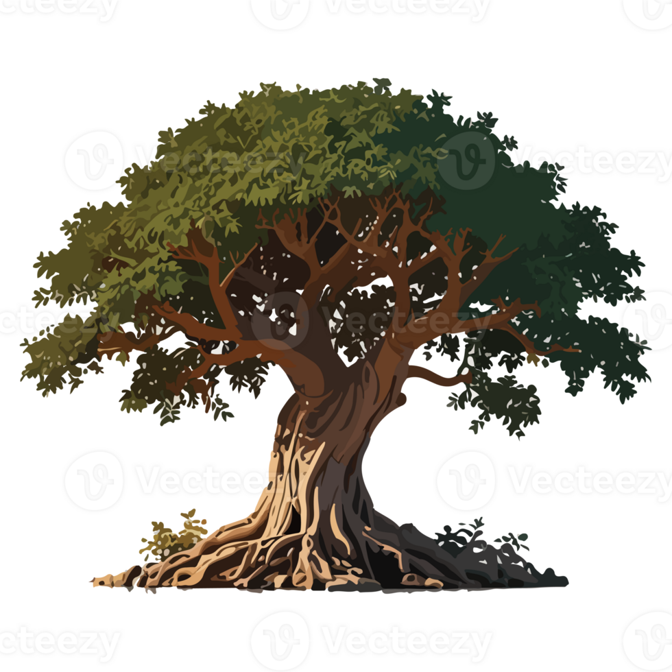 Banyan tree illustration design drawing png